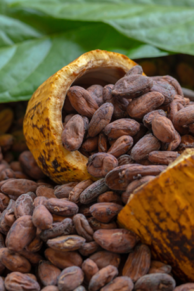 cacao export cacao export